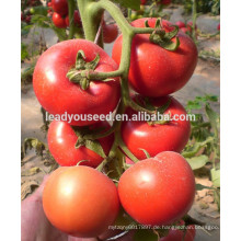 MT43 Changhong helle rote Hauthybride Unbestimmte Tomatensamen für das Pflanzen